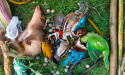  New Study Highlights the Threats of Illegal Ritualistic Hunts in West Bengal 