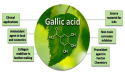 Gallic Acid Market Regional Outlook, Opportunity, Assessment, Forecast till 2033