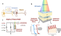 From Light Sensing to Adaptive Learning: Reconfigurable Memcapacitive Devices in Neuromorphic Computing