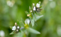Nature’s Richest Omega-3 Source Offers New Hope in Medical Nutrition