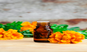 Tagetes Oil Market by Growth, Emerging Trends and Forecast by 2023-2032