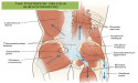  The Brookbush Institute adds 3 New Glossary Terms: Myofascial Slings, Core Subsystems & Thoracolumbar Fascia 