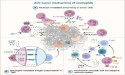 Neutrophils: the double-edged swords in cancer's battleground