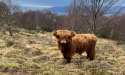 Unique Gift Launched to Celebrate President Trump's Scottish Roots