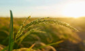 Wazoku hosts open innovation challenge to address the impact of climate change on food security in low-income countries