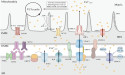 Decoding the influence of mitochondrial Ca2+ regulation on neurodegenerative disease progression