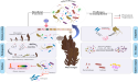 Microbial solutions for boosting seaweed farming and carbon capture