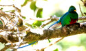 Hoteleus Perspectives on Bird Watching in Costa Rica