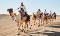 Historic Camel Trek Passes a New Milestone on the Route to Aqaba