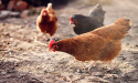 Ensuring Safe Poultry Transport Through Driver Training