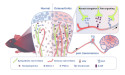 Research Reveals TMJ as Neurogenic, Links to Joint Pain