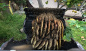 O.C. Bee Guy Tackles Growing Issue of Bee Colonies Nesting in Irrigation Boxes