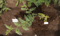 Plant viruses detected in German chickpeas