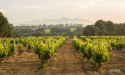 D.O. Cava and Jamón ConsorcioSerrano Continue U.S. Expansion with Focus on Growth, Sustainability, and Quality in 2025
