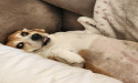 Arthritic Dog Experiences Improved Quality of Life after Treatment with VetStem Cell Therapy
