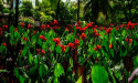 Pioneering Sustainable Solutions: The Art of Living's 4 R Approach