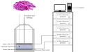 Ultrasound promotes phenolic synthesis in fresh-cut red cabbages via high energy levels.