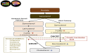  Common medications may affect brain development through unexpected cholesterol disruption 