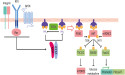  New Advances in Targeted Therapies for PIK3CA-Mutated Cancers 