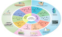 Supramolecular polymers: the future of biomedical and engineering solutions
