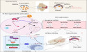 Strontium-boosted exosomes: a new frontier in treating degenerative joint diseases