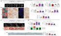Unlocking bone repair: FGFR antagonists restore mandibular bone repair in osteochondrodysplasia