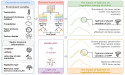 Innovative framework for quantifying direct typhoon impacts on vegetation