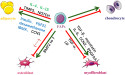  Highlighting the Role of Fibro-Adipogenic Progenitors in Muscle Regeneration and Degeneration 