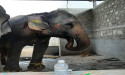 Elephant Rehabilitation Can Set Example for Captive Facilities, says World Animal Protection on Occasion of World Wildlife Day