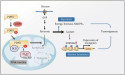  Metabolic shift in liver cancer: how PDHX acetylation drives tumor growth 