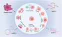 A New Frontier in Cancer Therapy: The Role of Non-Coding RNAs and Oxidative Stress