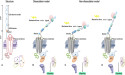 Unlocking the Power of Mechanosensitive Adhesion G Protein-Coupled Receptors in Health and Disease