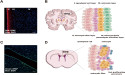 The Subventricular Zone: A Key to Unlocking Neurological Treatments