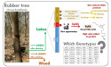 New Research Sheds Light on Furan Fatty Acids in Rubber Tree Latex