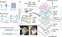  PULSE: the future of single-cell laboratory automation 