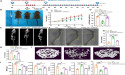 Melatonin Identified as a Potential Therapeutic Agent For SLC26A2-Related Chondrodysplasias