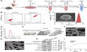 Apoptotic Vesicles Loaded Fibrous Scaffolds Promote Wound Healing
