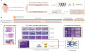AI-Driven Advancements in Neuroblastoma Diagnosis and Bone/Bone Marrow Metastasis Prediction
