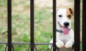 Preventing Pets from Digging Under Fences: Effective Solutions for Secure Yards