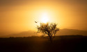 Crowlight Partners: New Negotiation Advisory Firm for Business-Critical Negotiations Launched