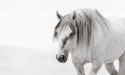 Wild Horse Photographer Brings Visibility to American Mustangs