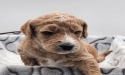 It's a Doodle K9 Service Unveils New Batch of Labradoodle Puppies in BC