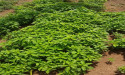 CLIMATE-SMART AGRICULTURE PLATFORM to REVOLUTIONIZE FARMING in WEST AFRICA LAUNCHES CROWDFUNDING CAMPAIGN on INDIEGOGO