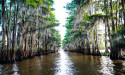 The Cajun Connection: How Swamps Shaped Louisiana Culture