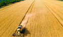 SovEcon raises forecasts for 2025 Russian wheat output on better winter survival rates