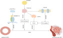 The Role of Lipid Metabolism in Breast Cancer Progression and Treatment Resistance