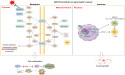 A New Path in Pancreatic Cancer Treatment: The Therapeutic Promise of GOT2
