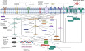 Mapping the Genetic and Therapeutic Landscape of Anaplastic Thyroid Cancer