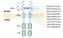 Cellular Pathways and Treatment Frontiers of Achondroplasia