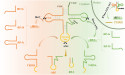 Hidden Regulators: Small Noncoding RNAs Redefine Cardiovascular Disease Mechanisms